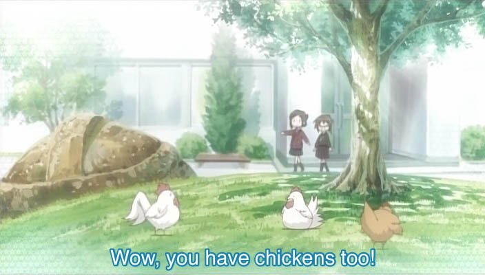 Chickens. Chickens everywhere.