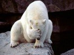 polar-bear-face-palm