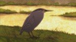 Striated Heron