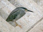 Striated Heron2